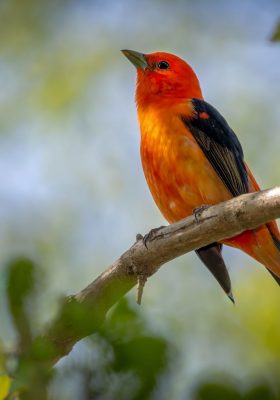 song bird on branch