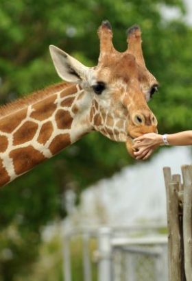 woman photographing a giraffe at zoo
